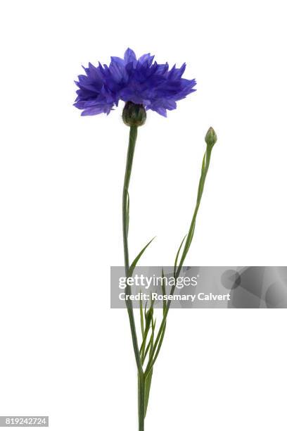 cornflower with bud on white. - cornflower stock pictures, royalty-free photos & images