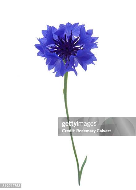 dainty blue cornflower on white. - una sola flor fotografías e imágenes de stock