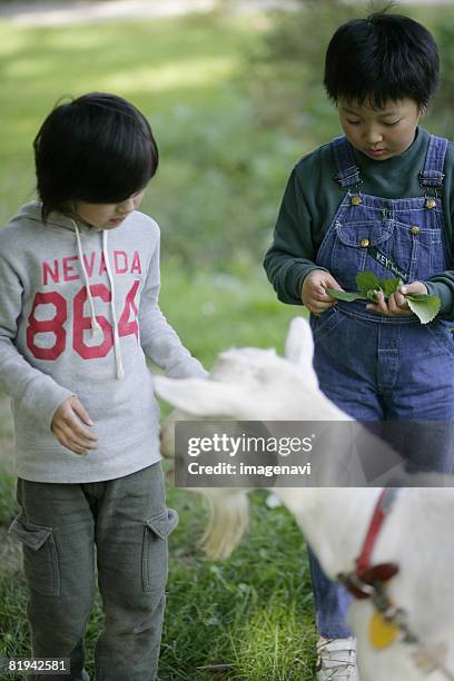 boys and a goat - goat wearing collar stock-fotos und bilder