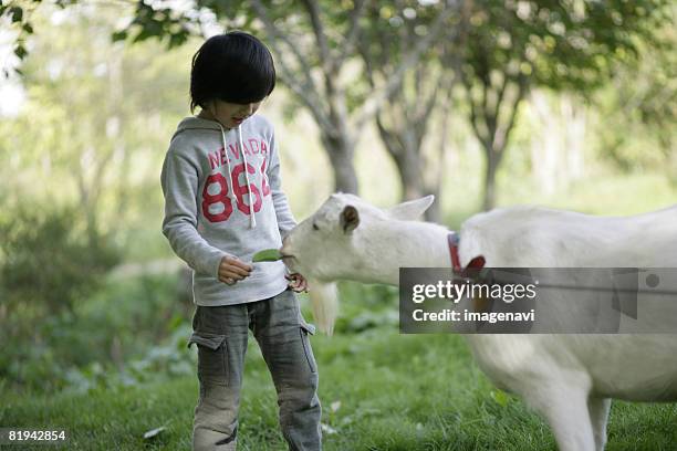 a boy and a goat - goat wearing collar stock-fotos und bilder