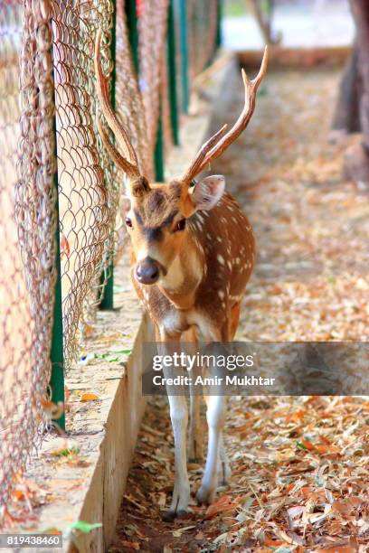 deer - zoo cage stock pictures, royalty-free photos & images