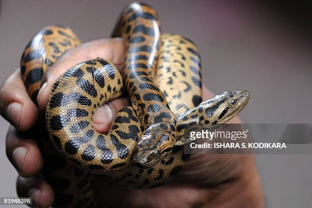 Sri Lankan man holds a pair of baby anacondas at the National Zoo on the outskirts of Colombo on July 16, 2008. The baby repitle, was among the 23...