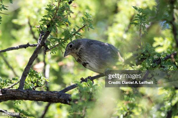 canyon towhee bird - towhee fotografías e imágenes de stock