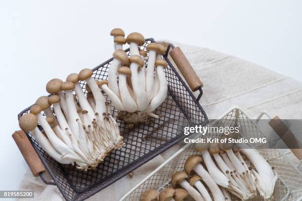 Buna Shimeji Mushroom High-Res Stock Photo