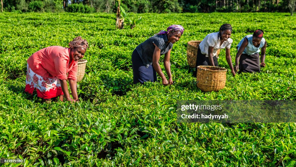 African women plucking tea leaves on plantation, Kenya, East Africa