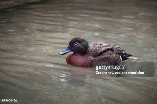 brown teal (pateke) male swimming in a pond - brown bird stock pictures, royalty-free photos & images