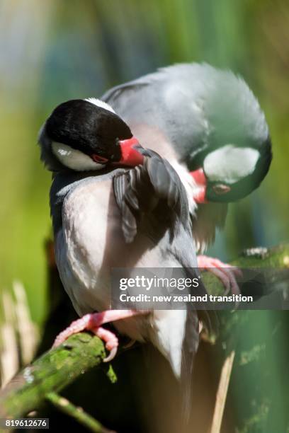 101 Java Finch Stock Photos, High-Res Pictures, and Images - Getty Images