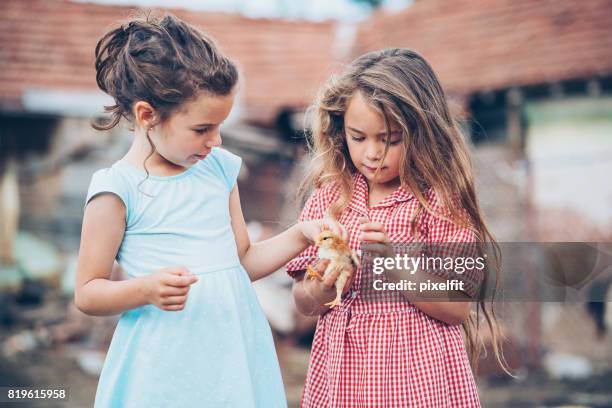 två små flickor med baby kyckling - baby chicken bildbanksfoton och bilder