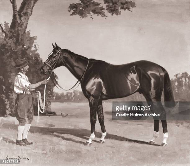 The racehorse Spion Kop, winner of the 1920 Epsom Derby, circa 1920.
