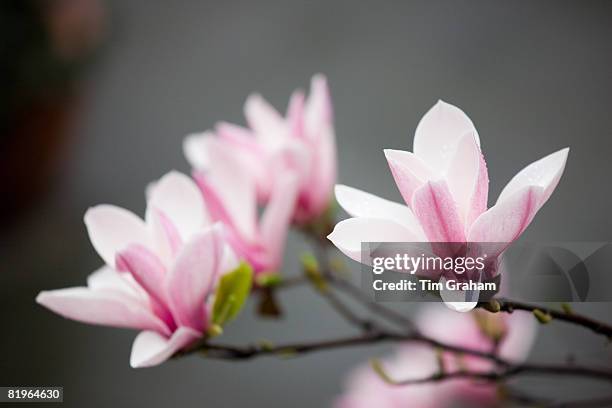 magnolia flower, china - magnolia stock pictures, royalty-free photos & images