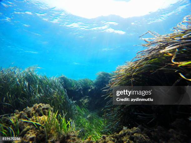 unterwasser - meeresalge stock-fotos und bilder