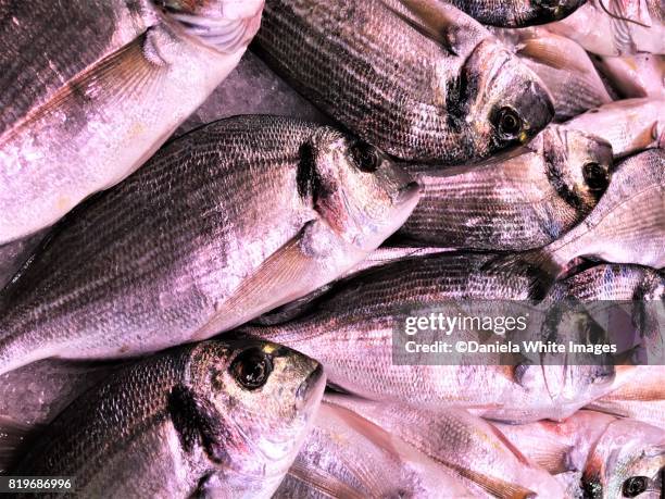 fresh sea bream sparus aurata - sparus aurata stock pictures, royalty-free photos & images