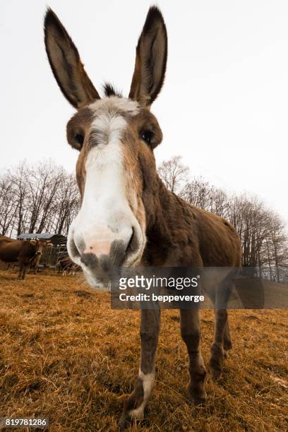 donkey staring at you - rivolto verso l'obiettivo stock-fotos und bilder