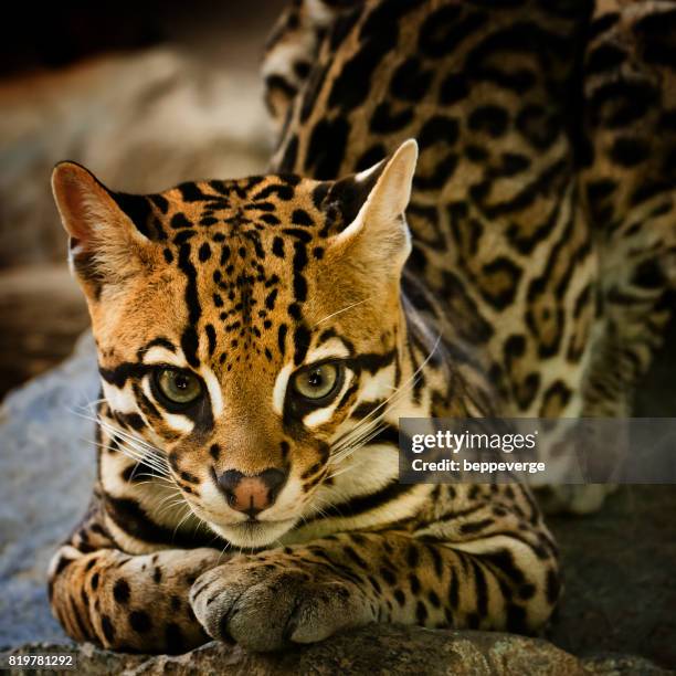 young ocelot - senza persone ストックフォトと画像