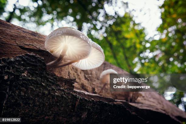 poisonous fungus - senza persone stock-fotos und bilder