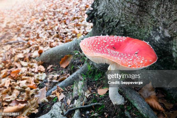 amanita muscaria - ambientazione esterna fotografías e imágenes de stock