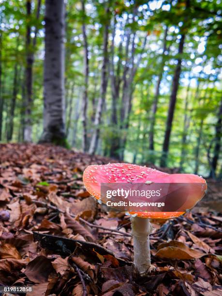 amanita muscaria - ambientazione esterna stock pictures, royalty-free photos & images