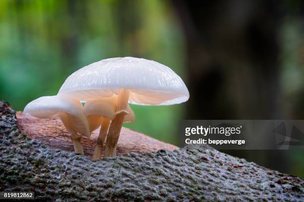 poisonous fungus - bellezza naturale stock pictures, royalty-free photos & images
