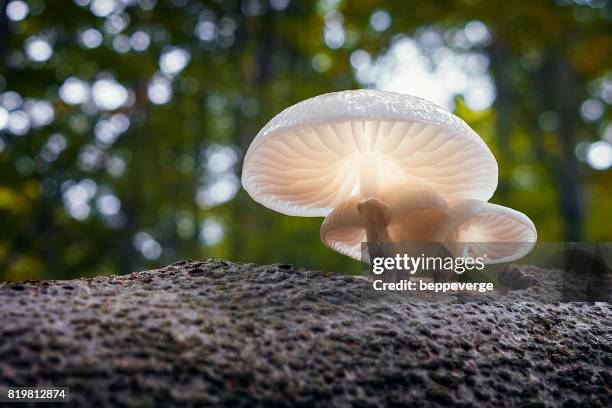 poisonous fungus - bellezza naturale stock-fotos und bilder