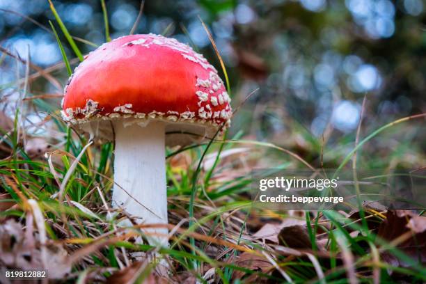 amanita muscaria - ambientazione esterna imagens e fotografias de stock