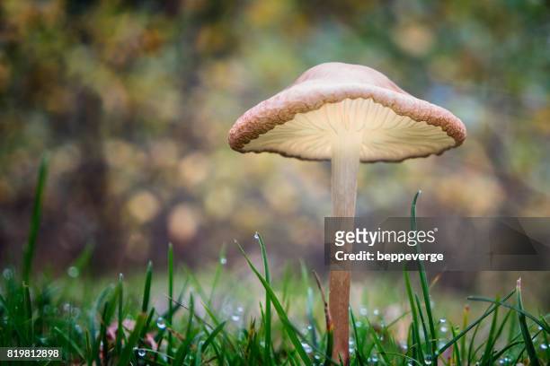 poisonous fungus - bellezza naturale stock-fotos und bilder