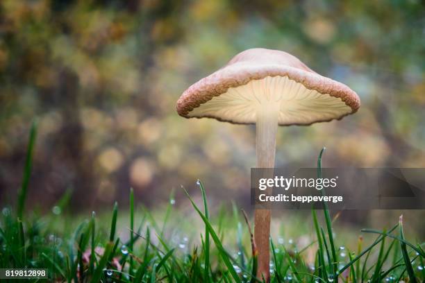 poisonous fungus - pericolo stock pictures, royalty-free photos & images