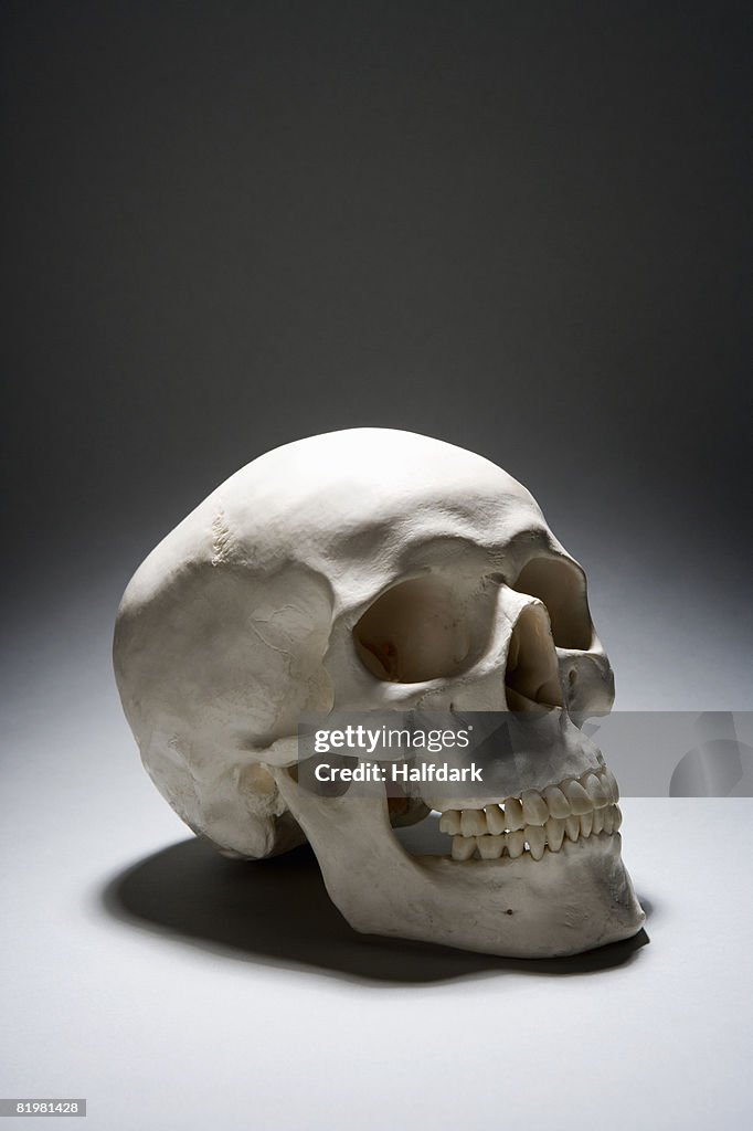 A human skull