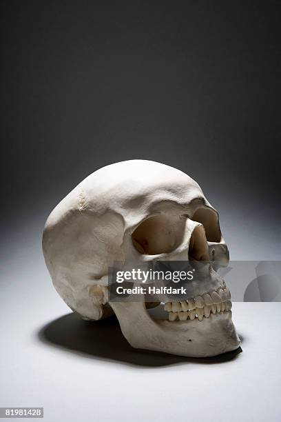 a human skull - skulls stock pictures, royalty-free photos & images