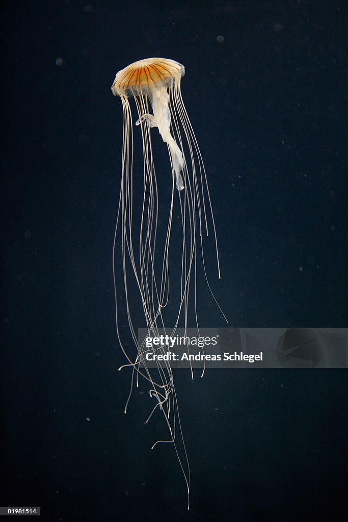 A Sea nettle jellyfish (Chrysaora melanaster), Berlin, Germany