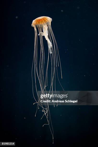 a sea nettle jellyfish (chrysaora melanaster), berlin, germany - tentacle imagens e fotografias de stock