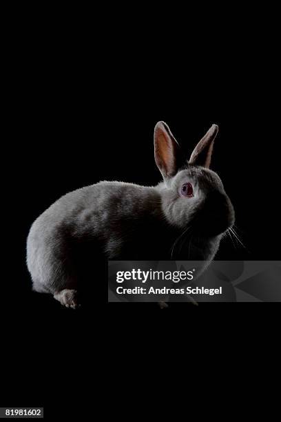 a rabbit - white rabbit stock pictures, royalty-free photos & images