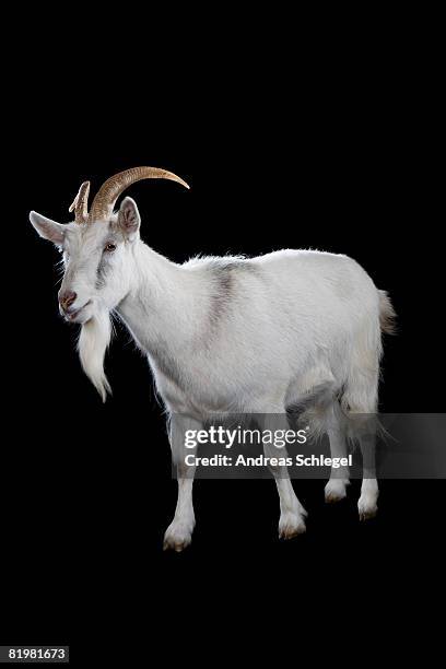 a goat - geit stockfoto's en -beelden