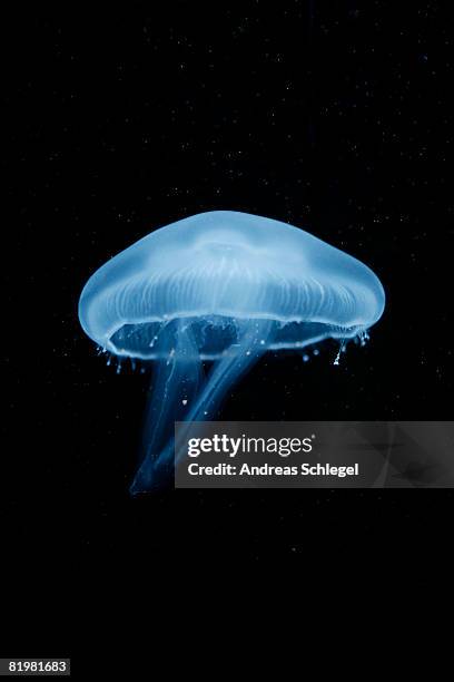 a moon jellyfish (aurelia aurita) berlin, germany - medusa común fotografías e imágenes de stock