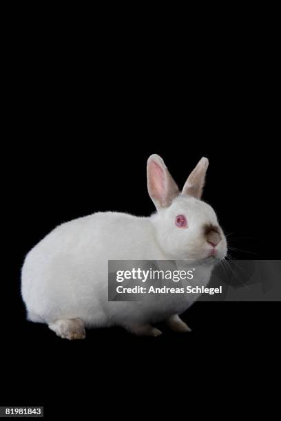 124 Timid Rabbit Stock Photos, High-Res Pictures, and Images - Getty Images