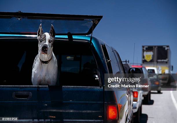 a great dane staring out the window of a truck on the highway, moab, utah, usa - pick up truck back stock pictures, royalty-free photos & images