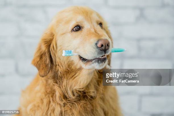 salud dental del perro - animal teeth fotografías e imágenes de stock