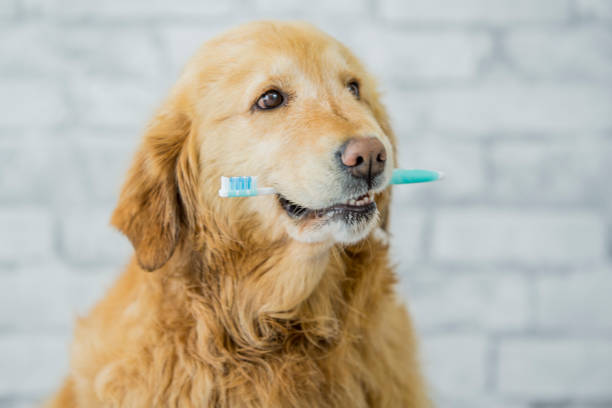 犬の歯の健康 - 歯ブラシ ストックフォトと画像