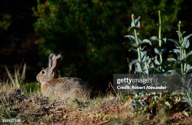 Desert cottontail rabbit feeds on grasses in Santa Fe, New Mexico.