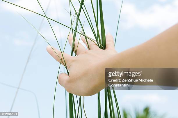woman touching tall grass, low angle view, cropped - helm riet stockfoto's en -beelden