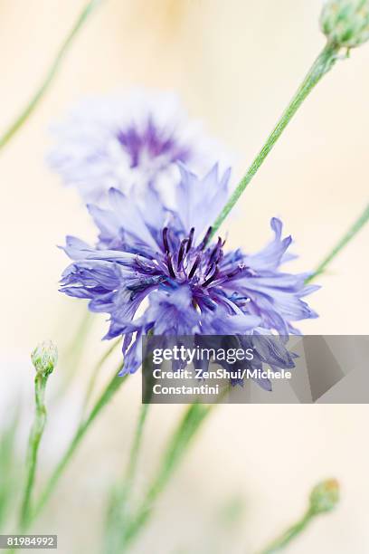 cornflowers, close-up - korenbloem stockfoto's en -beelden