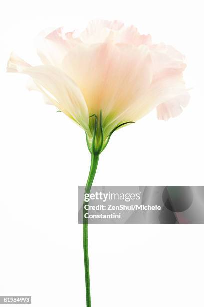 eustoma flower, close-up, side view - kelkblaadje stockfoto's en -beelden