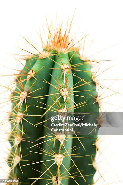 cactus, close-up - cactus white background stock-fotos und bilder
