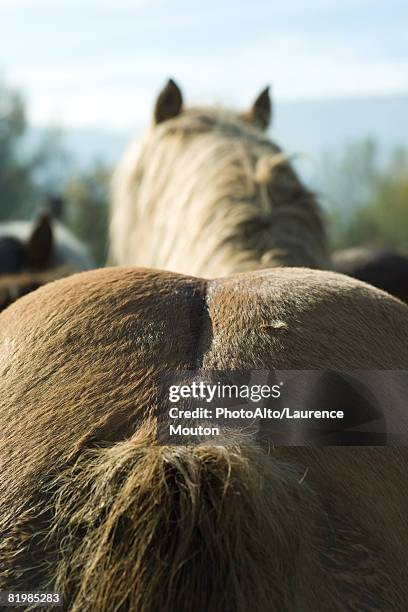Animal Rear View Photos and Premium High Res Pictures - Getty Images