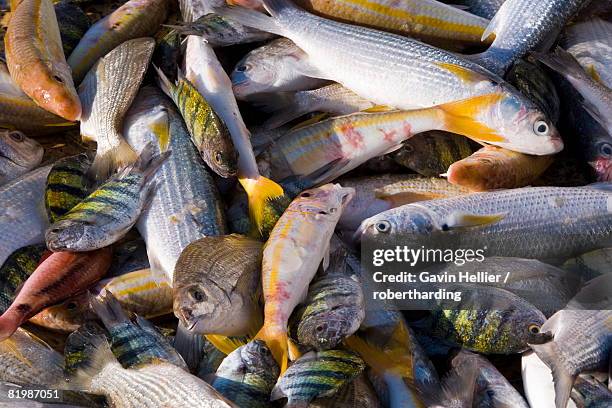 Muscat Fish 295 Muscat Fish Stock Photos, High-Res Pictures, and Images - Getty Images