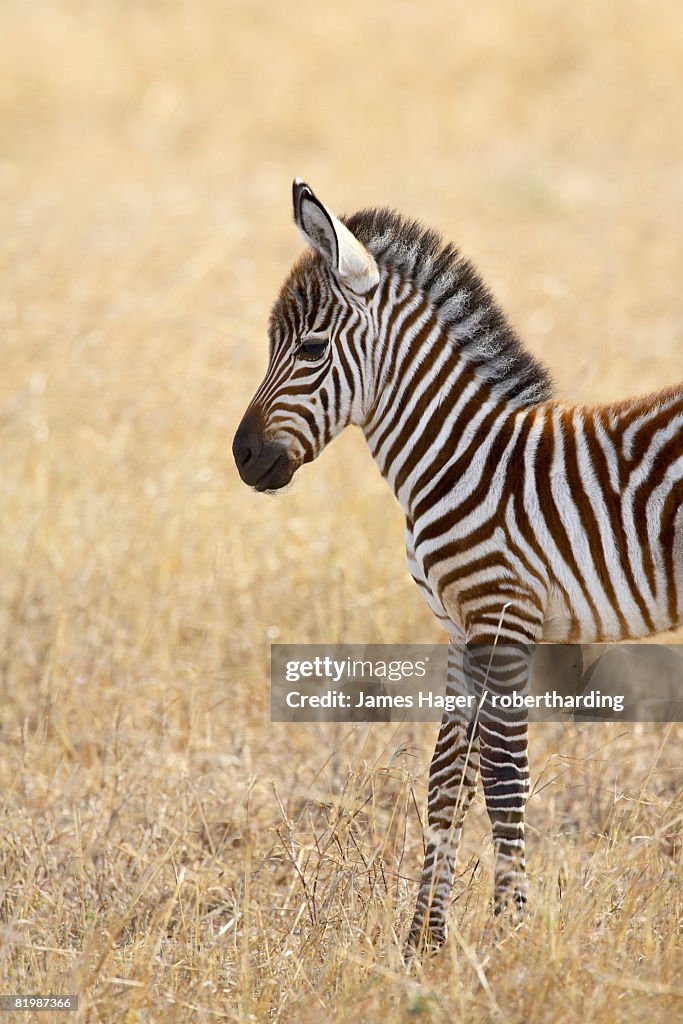 Baby Grant?s zebra (plains zebra) (common zebra) (Equus burchelli boehmi), Masai Mara National Reserve, Kenya, East Africa, Africa