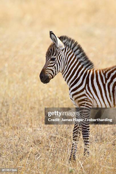 baby grant?s zebra (plains zebra) (common zebra) (equus burchelli boehmi), masai mara national reserve, kenya, east africa, africa - grants zebra bildbanksfoton och bilder