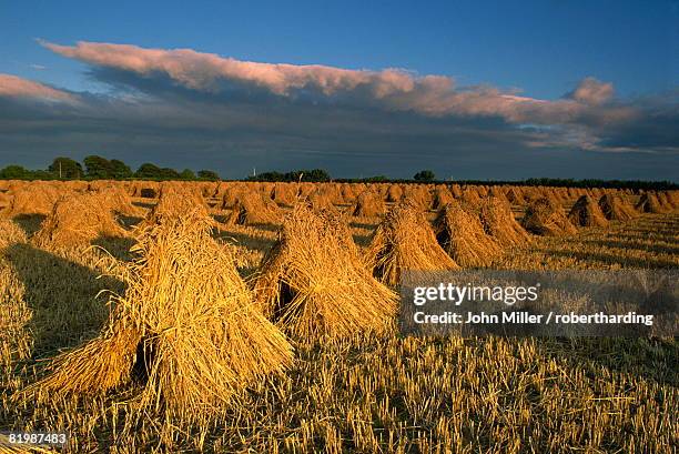 Stook Definition Stooks Photos and Premium High Res Pictures - Getty Images