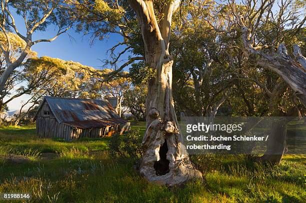 wallace's hut, bogong high plains, apline national park, victoria, australia, pacific - victoria wallace stock pictures, royalty-free photos & images