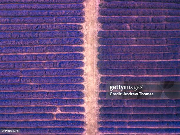 lavender symmerty - garden path stock pictures, royalty-free photos & images
