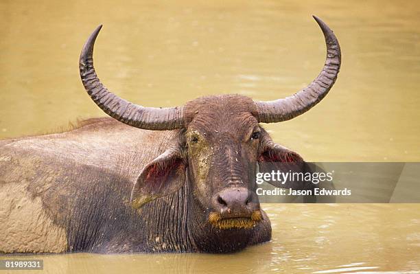 yala national park, sri lanka. - wasserbüffel stock-fotos und bilder